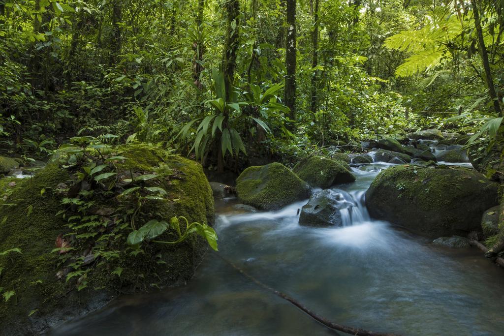 Lodge La Tigra Rainforest *